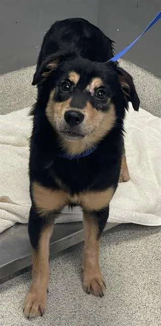 An adult medium-sized female Australian Shepherd dog named Lola for adoption in Tallahassee, FL