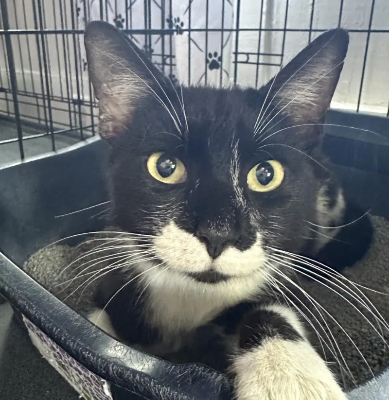 An adult medium-sized male Black & White / Tuxedo Domestic Short Hair cat named Sylvester for adoption in Statesboro, GA