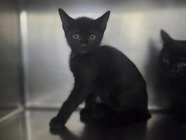 A baby small-sized male Domestic Short Hair cat named Vale for adoption in Antioch, CA