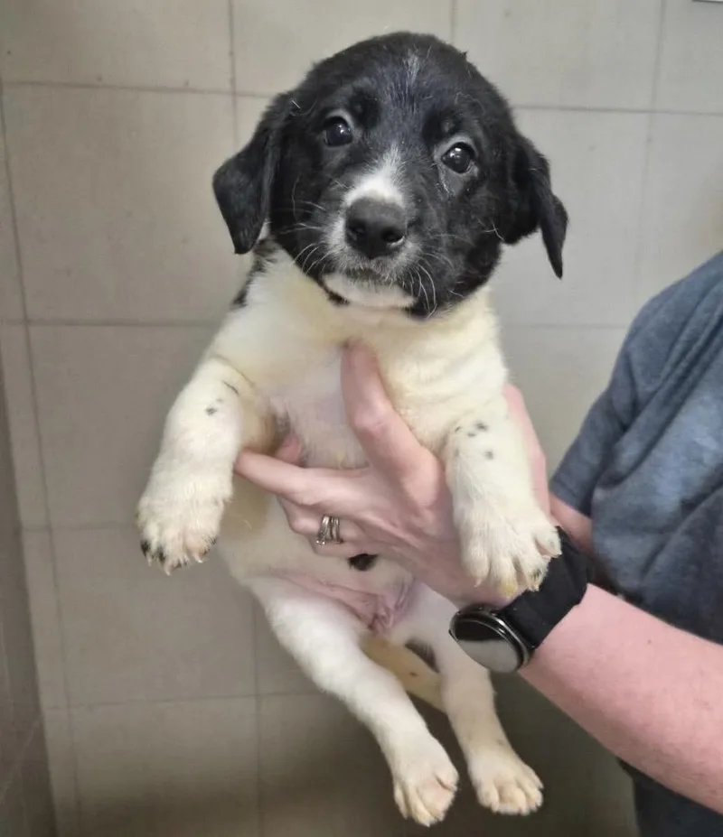 A baby medium-sized female Black Border Collie dog named Malibu for adoption in Hamilton , NJ
