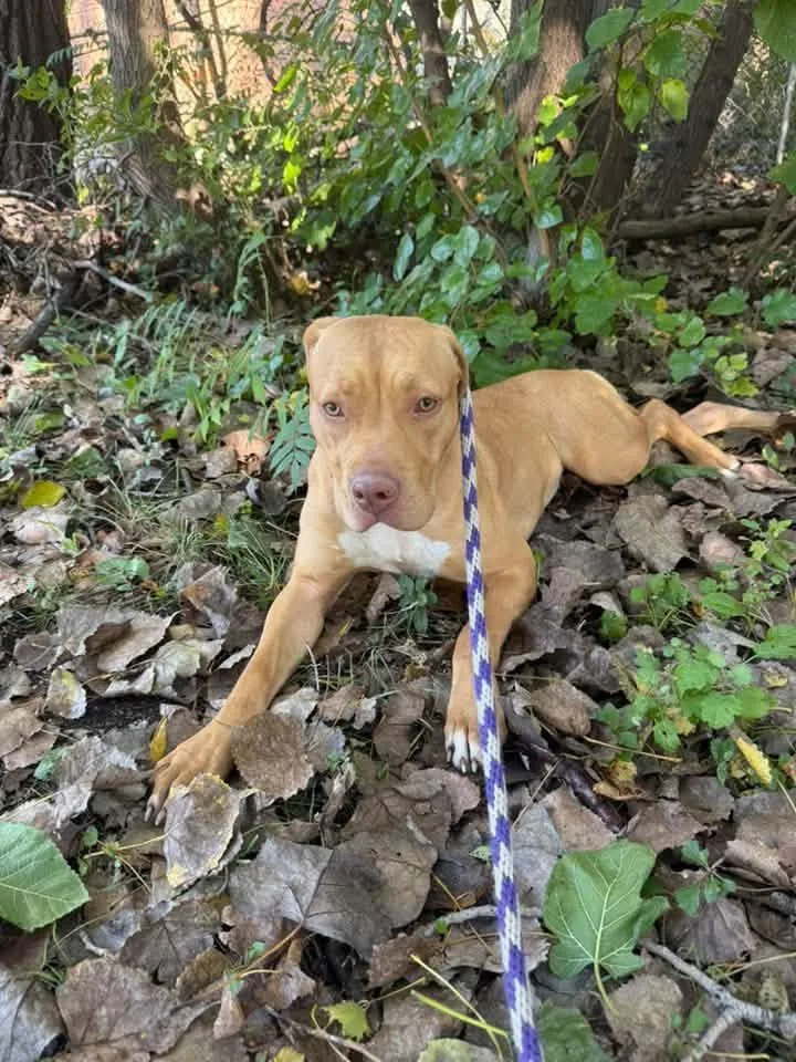An adult medium-sized female Yellow / Tan / Blond / Fawn Pit Bull Terrier dog named Egg McMuffin for adoption in Chicago, IL