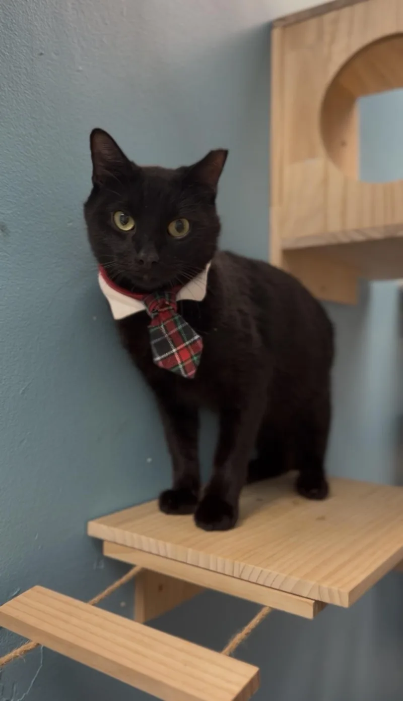 An adult medium-sized male Black Domestic Short Hair cat named Hubert for adoption in Miami, FL