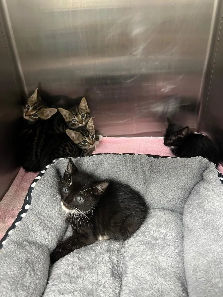 A baby small-sized male Domestic Short Hair cat named Scooby for adoption in Danielsville, GA