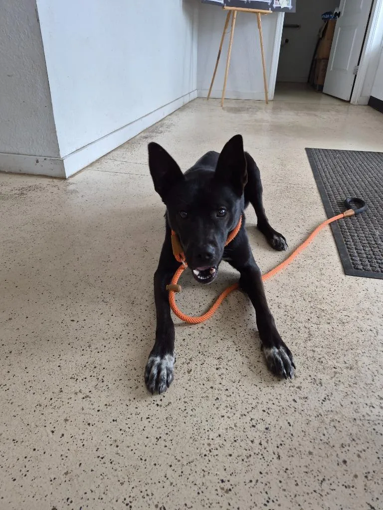Ozzy thumbnail 2