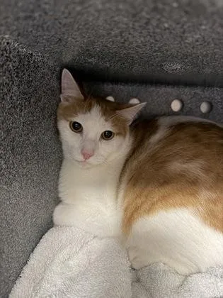 An adult small-sized male Domestic Short Hair cat named Biscuit for adoption in Daytona Beach, FL