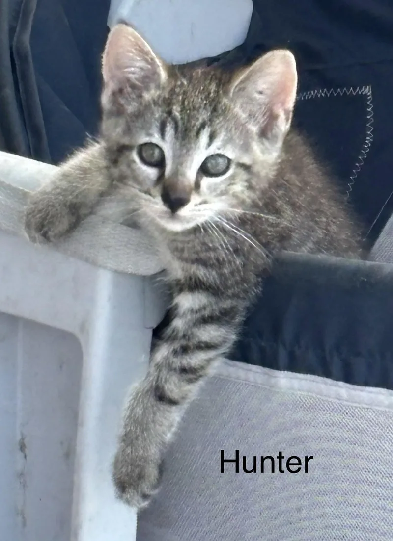 A baby medium-sized male Brown / Chocolate Domestic Short Hair cat named Hunter for adoption in Oviedo, FL