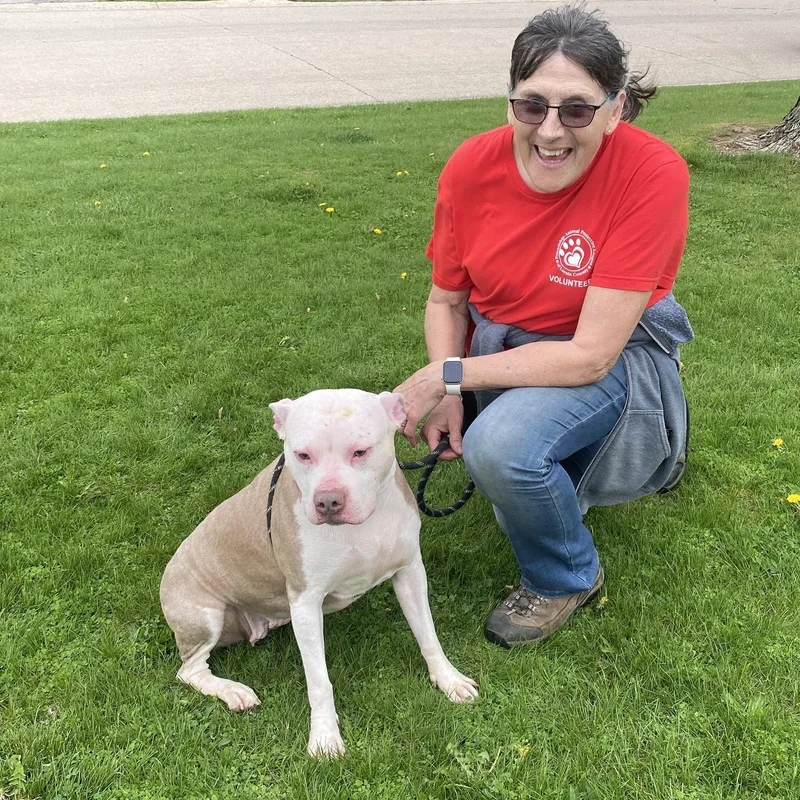 An adult medium-sized female White / Cream Thai Ridgeback dog named Lilo for adoption in Elyria, OH