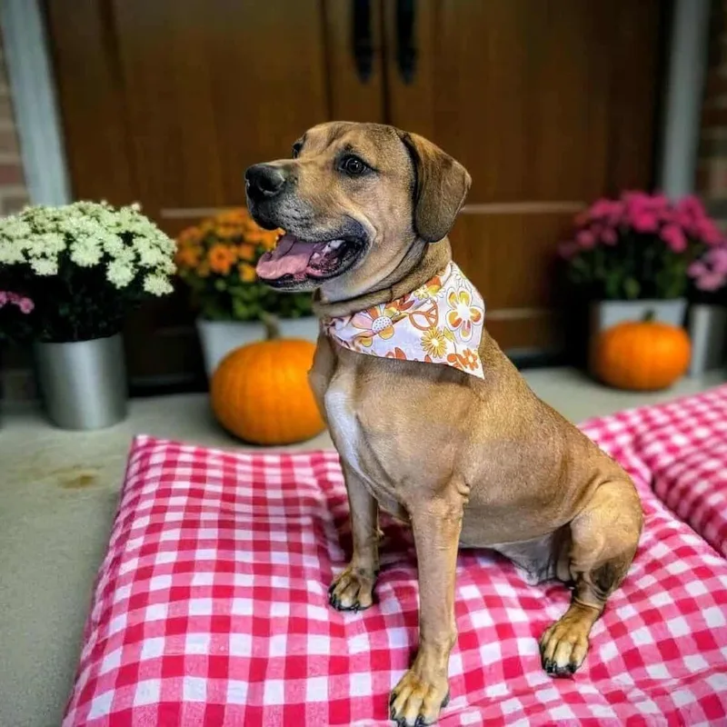 Harley Quinn thumbnail 2