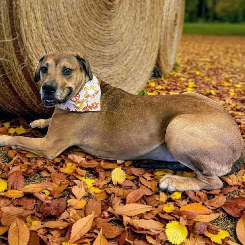 Harley Quinn thumbnail 3