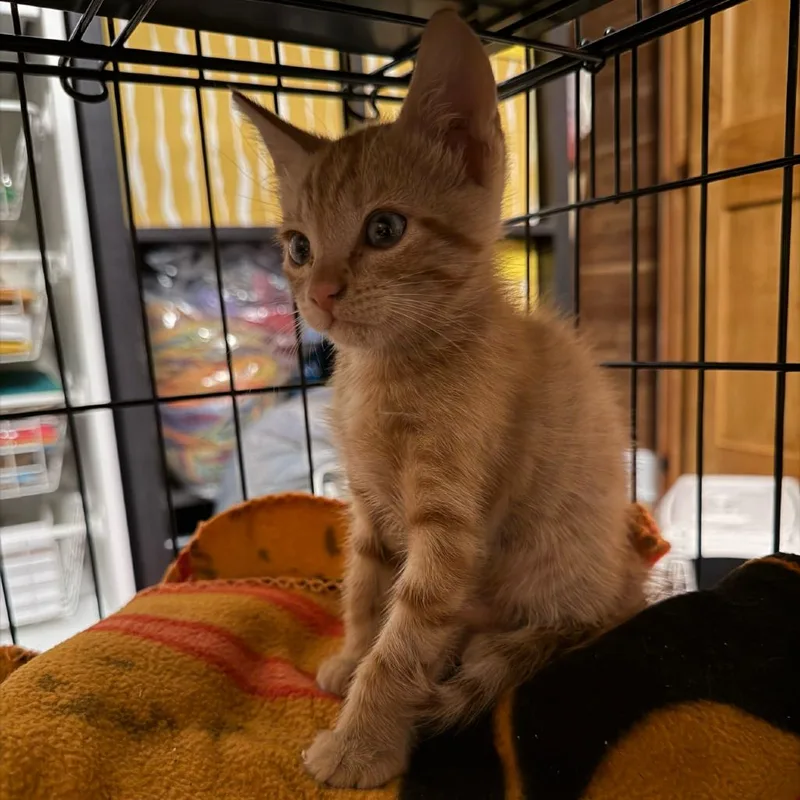 A baby small-sized male Domestic Short Hair cat named Jax for adoption in Valdosta , GA