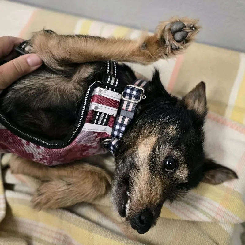 A young small-sized male Black Terrier dog named Draco for adoption in Fort Lauderdale, FL