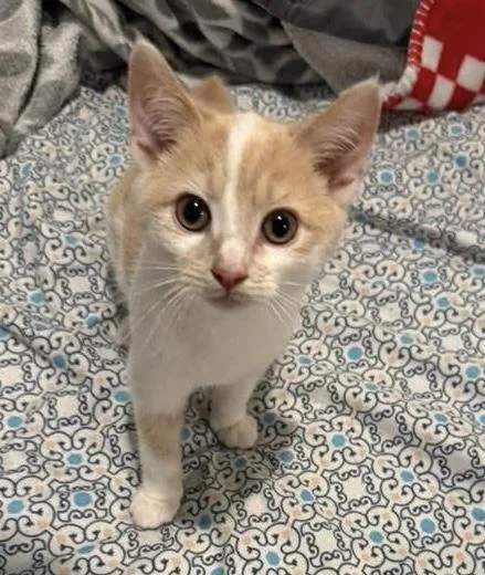 A baby medium-sized male Buff & White Domestic Short Hair cat named Winter for adoption in Breinigsville, PA