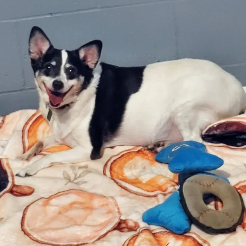 An adult small-sized female Black Rat Terrier dog named Lila for adoption in Mondovi, WI
