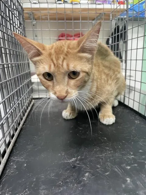 A young small-sized female Domestic Short Hair cat named Macaroni for adoption in Killeen, TX