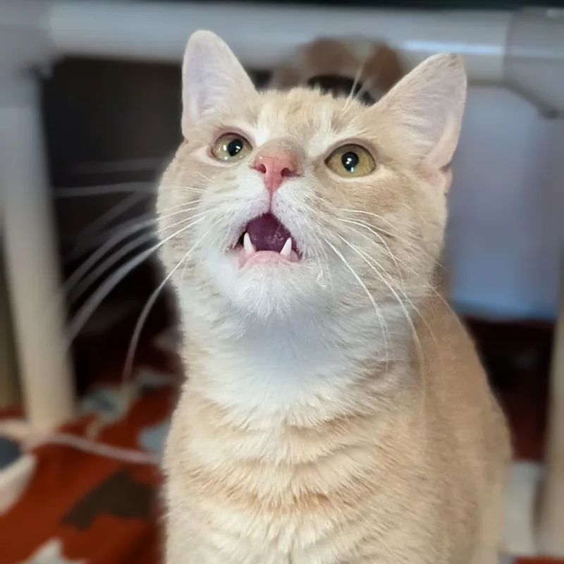 Meatloaf thumbnail 2