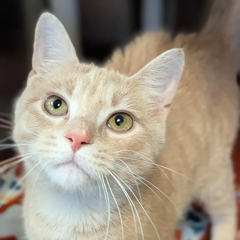 Meatloaf thumbnail 3