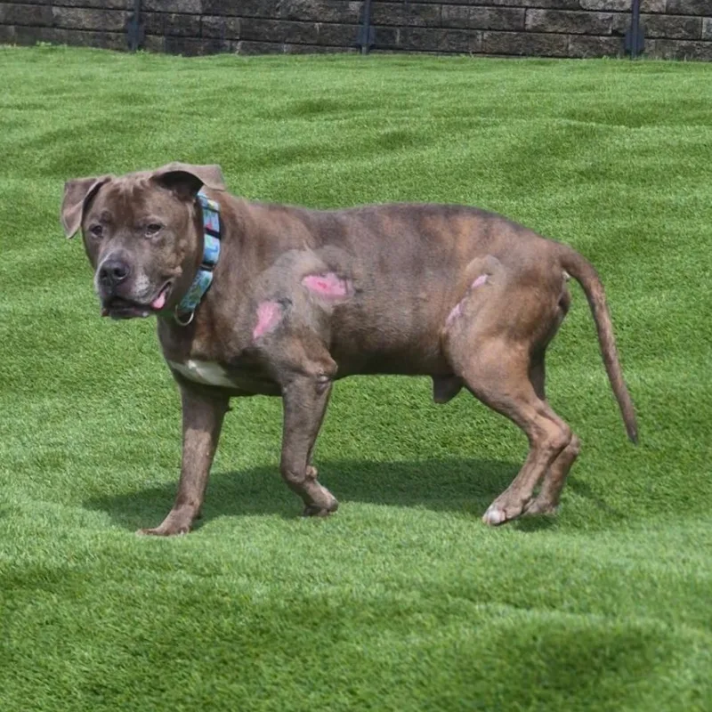 A senior large-sized male Gray / Blue / Silver American Bully dog named Teddy for adoption in White Oak, PA
