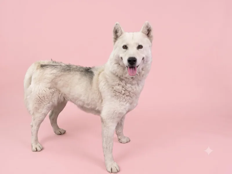 An adult medium-sized female Husky dog named Maya for adoption in Los Angeles, CA