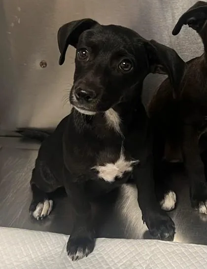 A baby small-sized female Terrier dog named Zoe for adoption in Fresno, CA