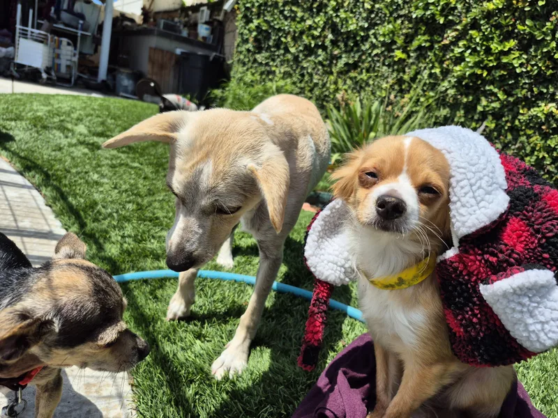 Cinnabon Man! thumbnail 2