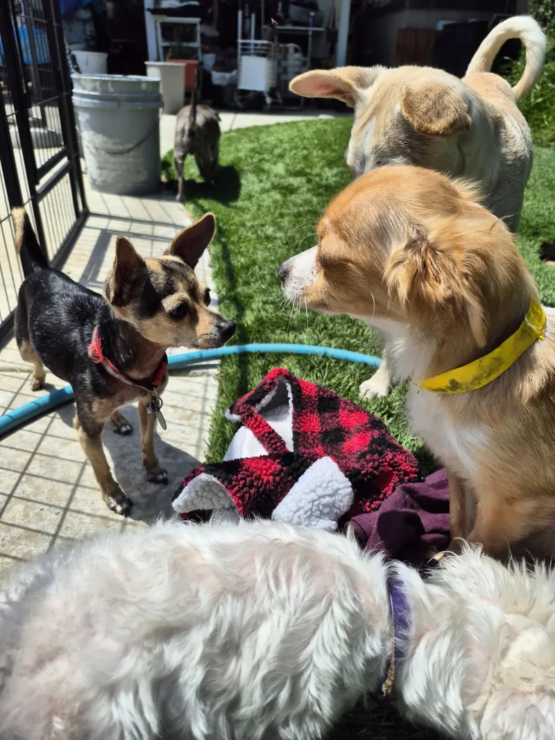 Cinnabon Man! thumbnail 3