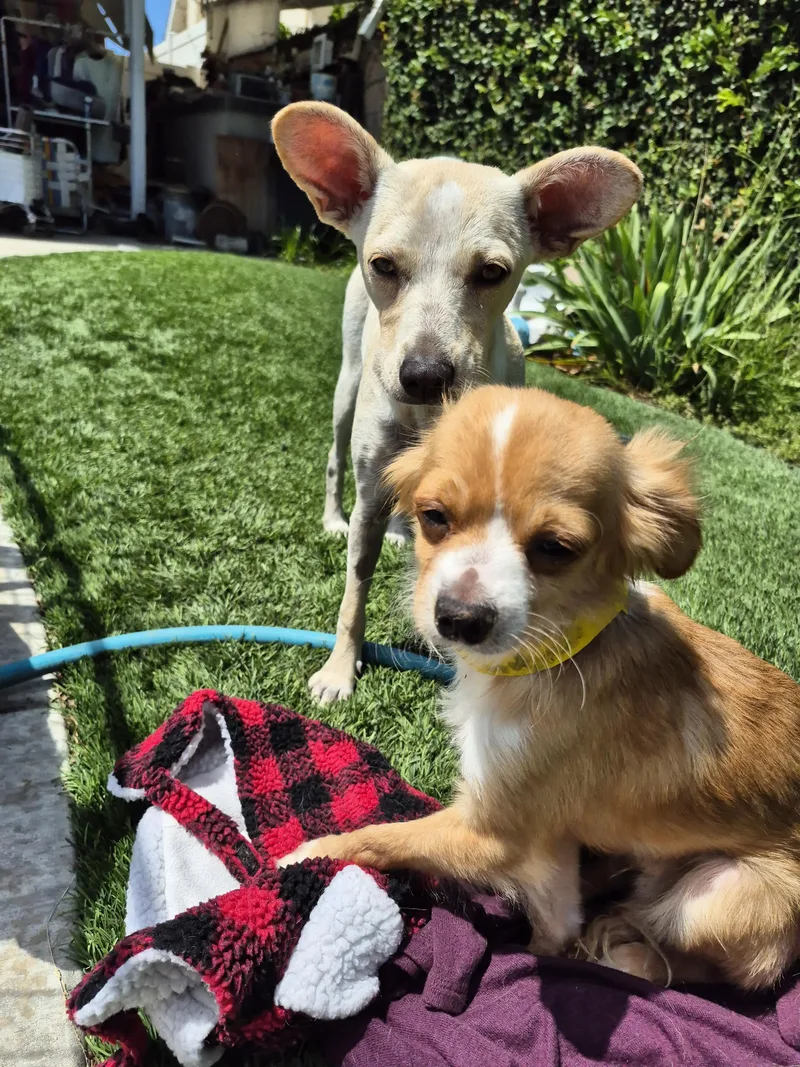 Cinnabon Man! thumbnail 4