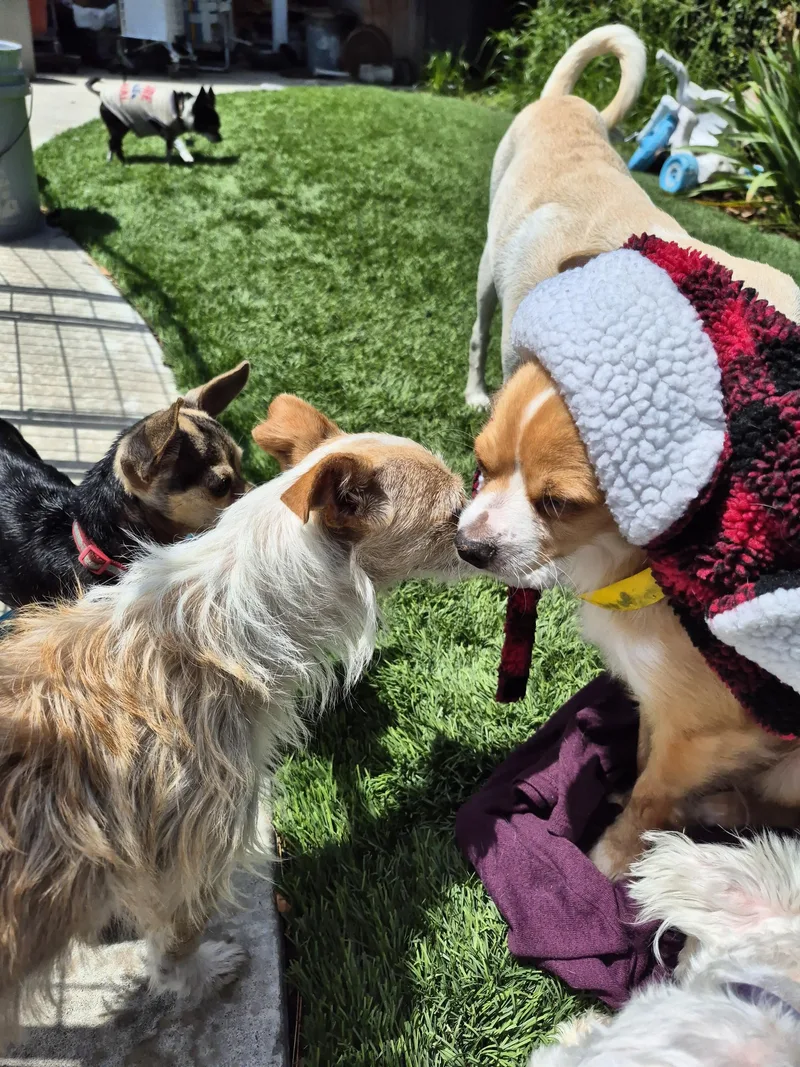 Cinnabon Man! thumbnail 6