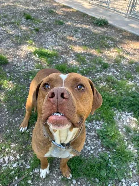 An adult large-sized male Red / Chestnut / Orange Pit Bull Terrier dog named Hannibal for adoption in Mason City, IL