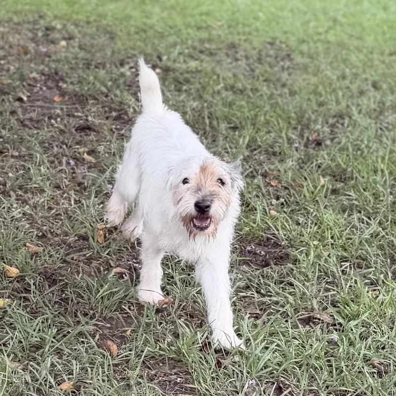 An adult small-sized male White / Cream Parson Russell Terrier dog named Dirt Dauber for adoption in Carencro, LA