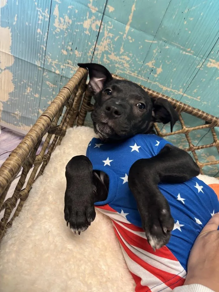 A baby medium-sized male Black Mixed Breed dog named Bobby for adoption in Dorr, MI