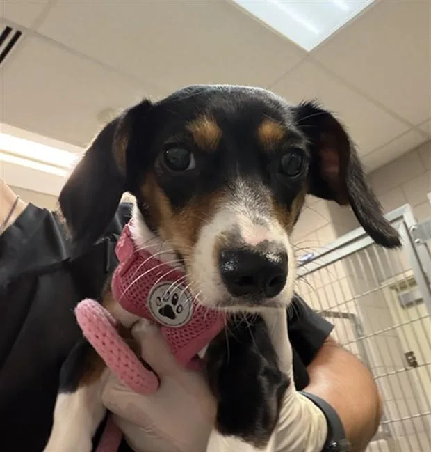 A young small-sized female Mixed Breed dog named A for adoption in Santa Fe, NM