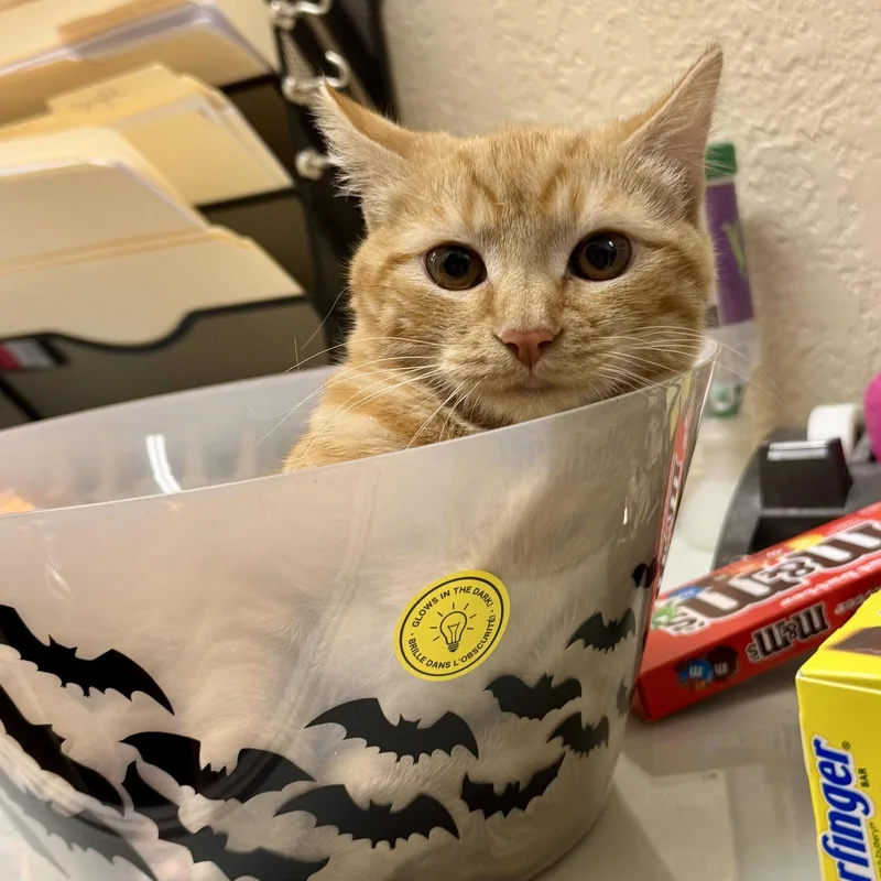 A young medium-sized female Orange / Red Domestic Short Hair cat named Ginger for adoption in Winchendon, MA
