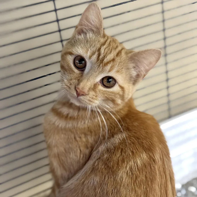 Ginger thumbnail 2