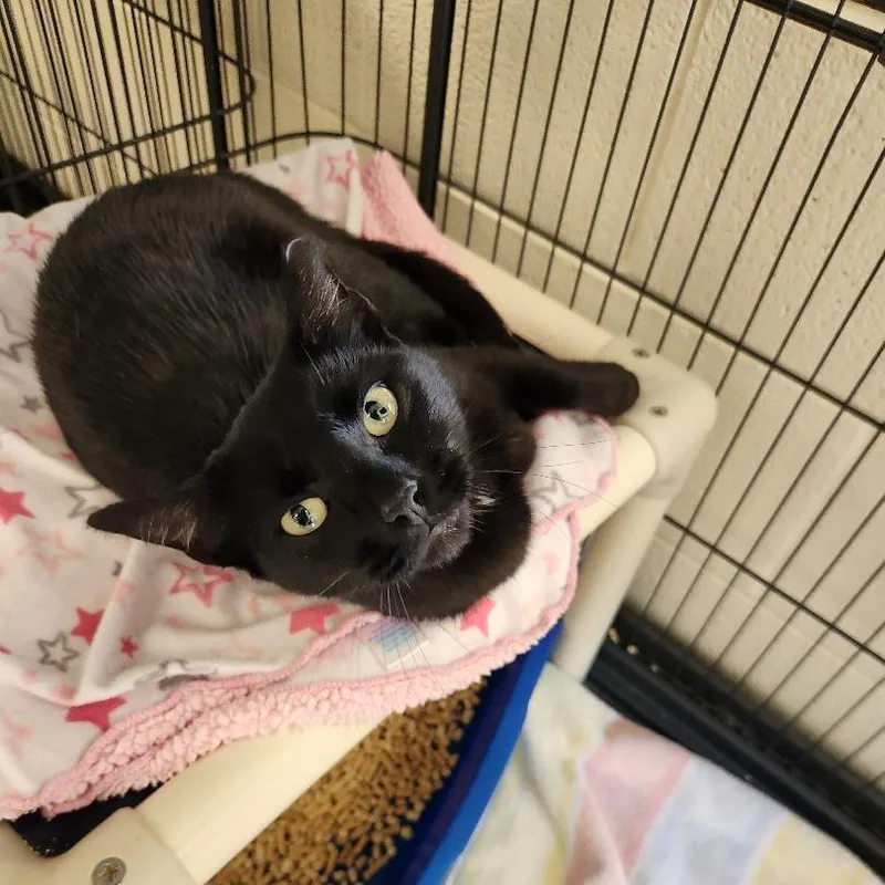 An adult small-sized female Black Domestic Short Hair cat named Nip for adoption in Rocky Mount, VA