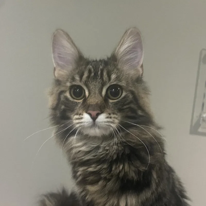 A young medium-sized male Domestic Medium Hair cat named Dock for adoption in Chicago, IL