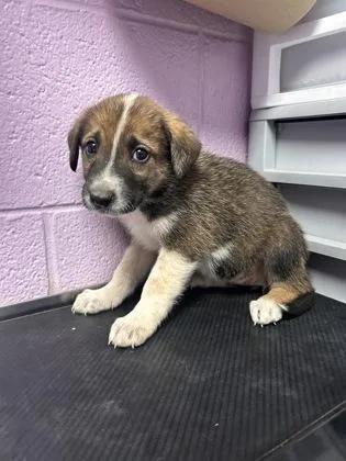 A baby small-sized female Yellow / Tan / Blond / Fawn Mixed Breed dog named Pup for adoption in El Paso, TX