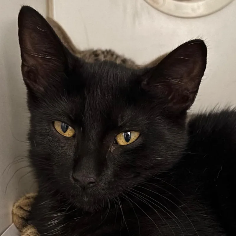 A baby small-sized female Black Domestic Short Hair cat named Olivia for adoption in Naperville, IL
