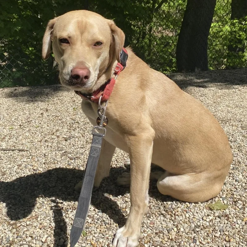 An adult medium-sized female Yellow / Tan / Blond / Fawn Labrador Retriever dog named Peach for adoption in Wheeling, IL