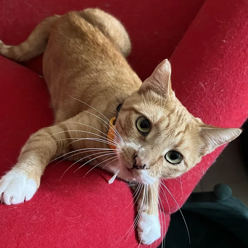 A young large-sized male Orange & White Domestic Short Hair cat named Nanami for adoption in Santa Ana, CA