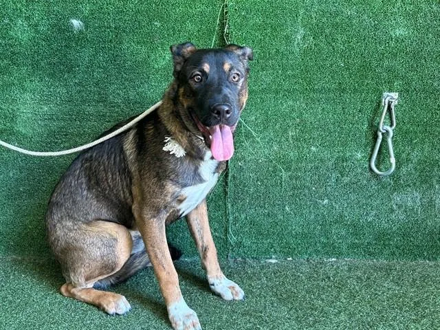 A young large-sized male German Shepherd Dog dog named Bear for adoption in Lancaster, CA