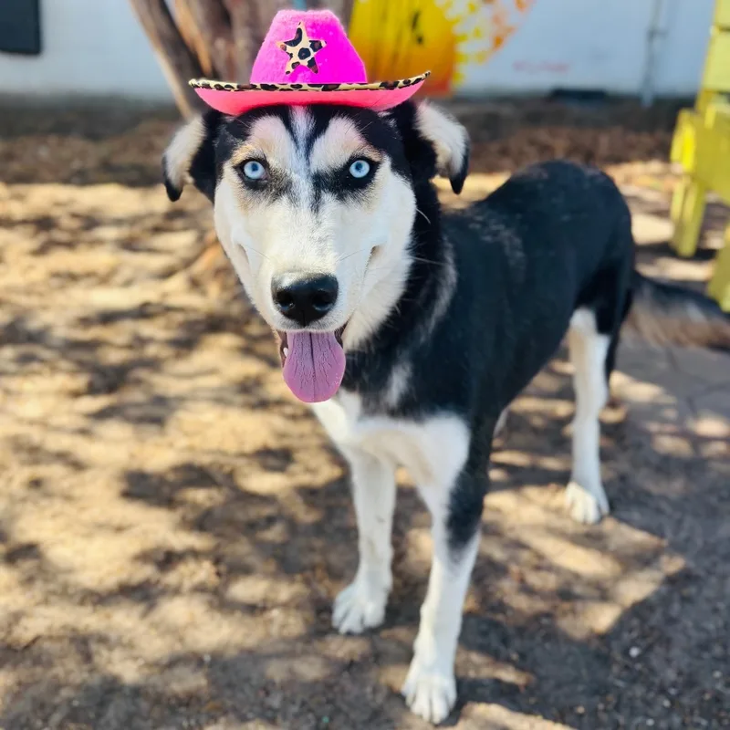 A young medium-sized female Husky dog named Button for adoption in Bastrop, TX