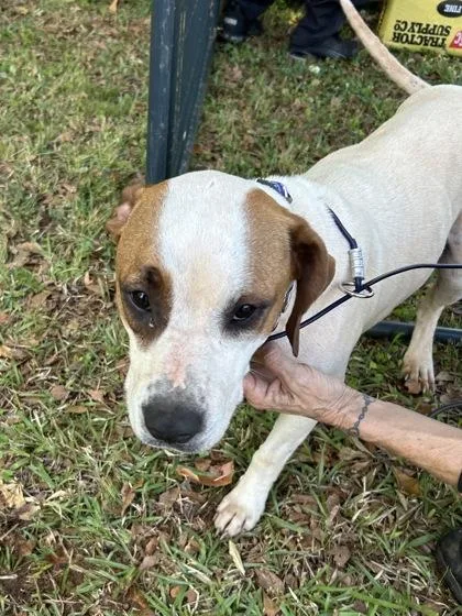 An adult large-sized female Mixed Breed dog named Fern for adoption in Seneca, SC