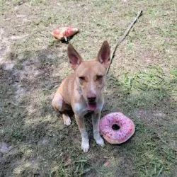 An adult small-sized female Yellow / Tan / Blond / Fawn Mixed Breed dog named Babs Seed for adoption in Lake Panasoffkee, FL