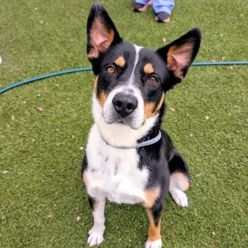A young medium-sized female Tricolor (Brown, Black, & White) Shepherd dog named Mira for adoption in Williston, VT