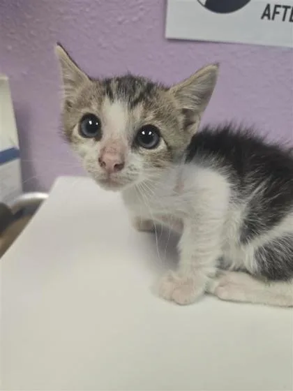 A baby small-sized male Black Domestic Short Hair cat named 61303620 for adoption in El Paso, TX