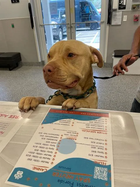 An adult large-sized male Mixed Breed dog named Buck for adoption in Palmetto, FL