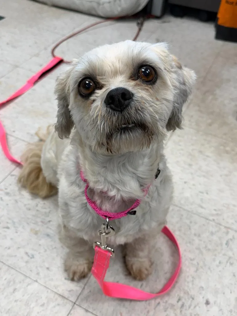 An adult small-sized female Lhasa Apso dog named Bizzie for adoption in Lansing, KS