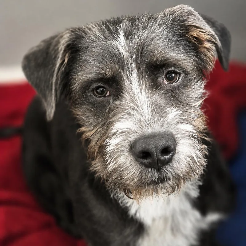 A baby large-sized female Gray / Blue / Silver Terrier dog named Sybil for adoption in House Springs, MO
