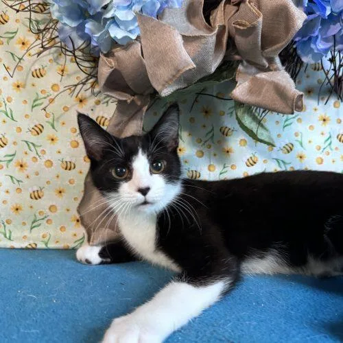 A baby small-sized female Domestic Short Hair cat named Shiba Inu for adoption in Toms River, NJ