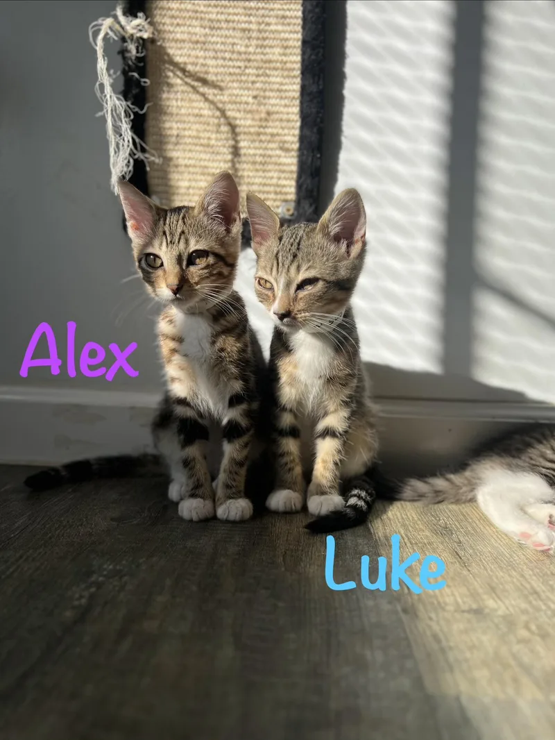 Luke thumbnail 2